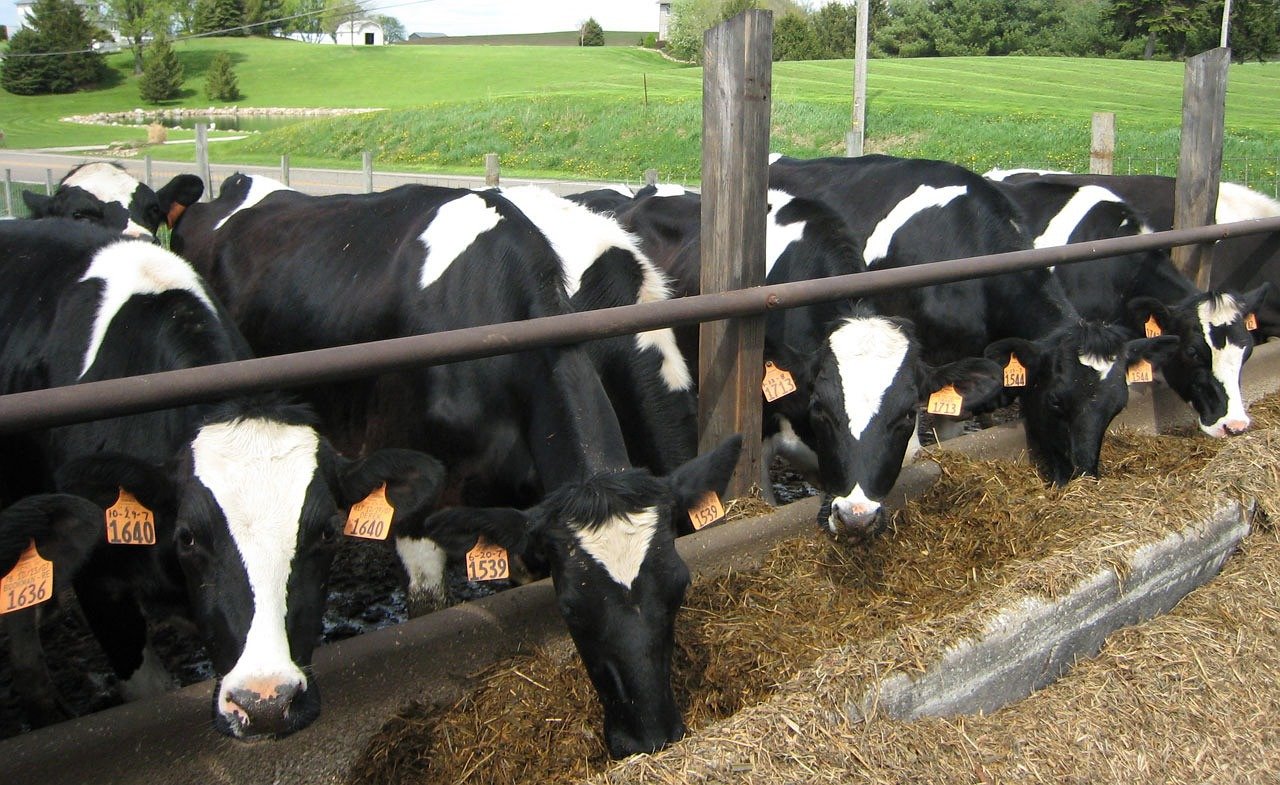 cattle, farming, cows-13384.jpg