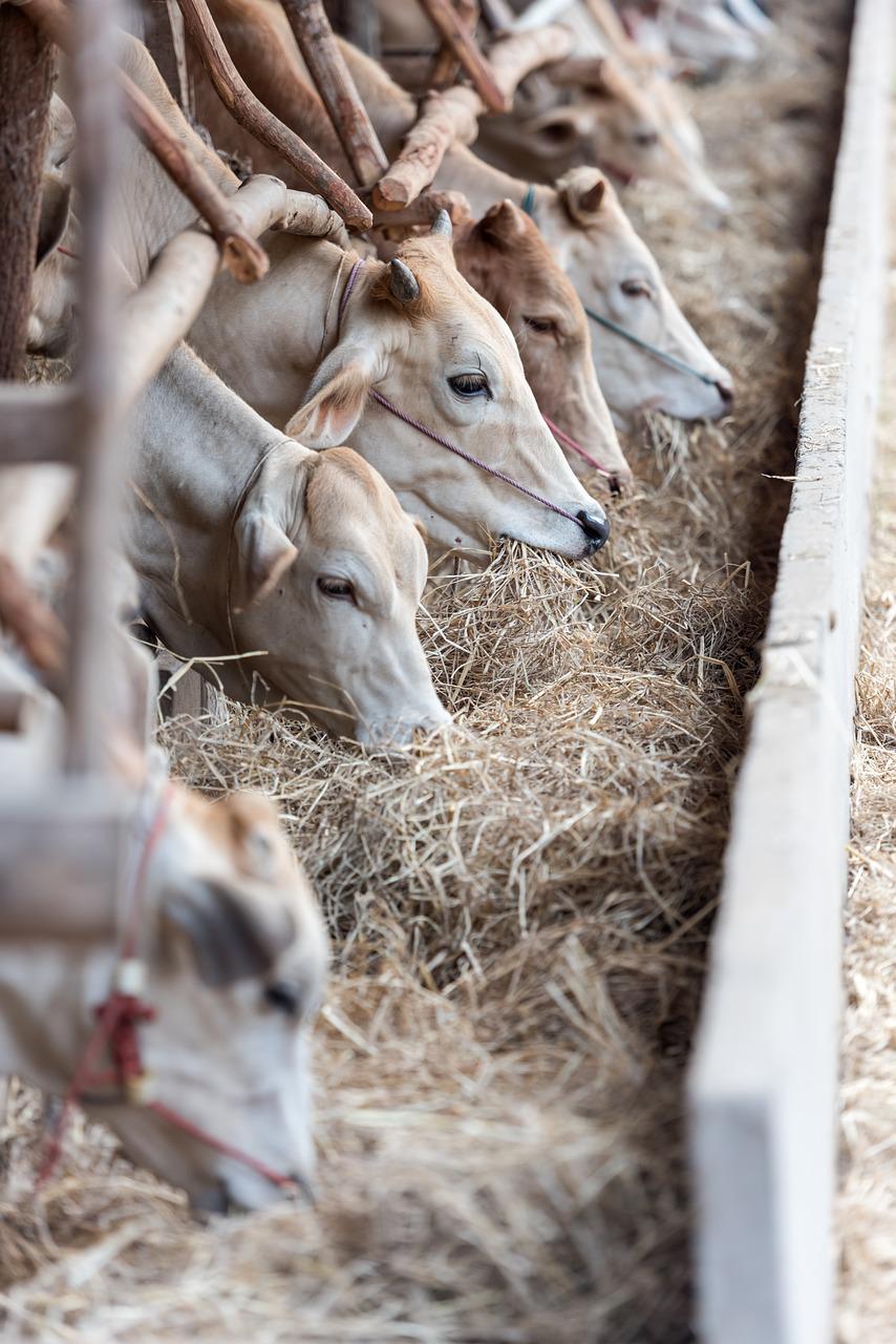 livestock, cows, cattle-1822698.jpg